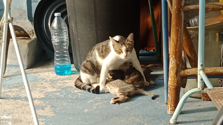 野良猫ファミリーを救いたい