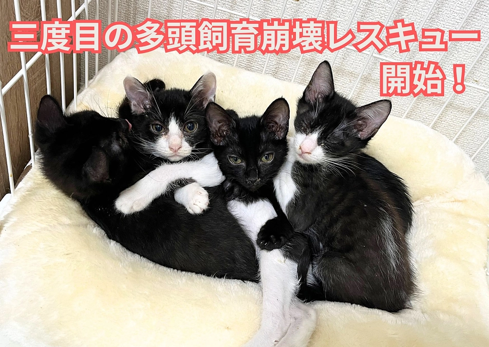 ～3度目の多頭飼育崩壊レスキュー、開始！！～
