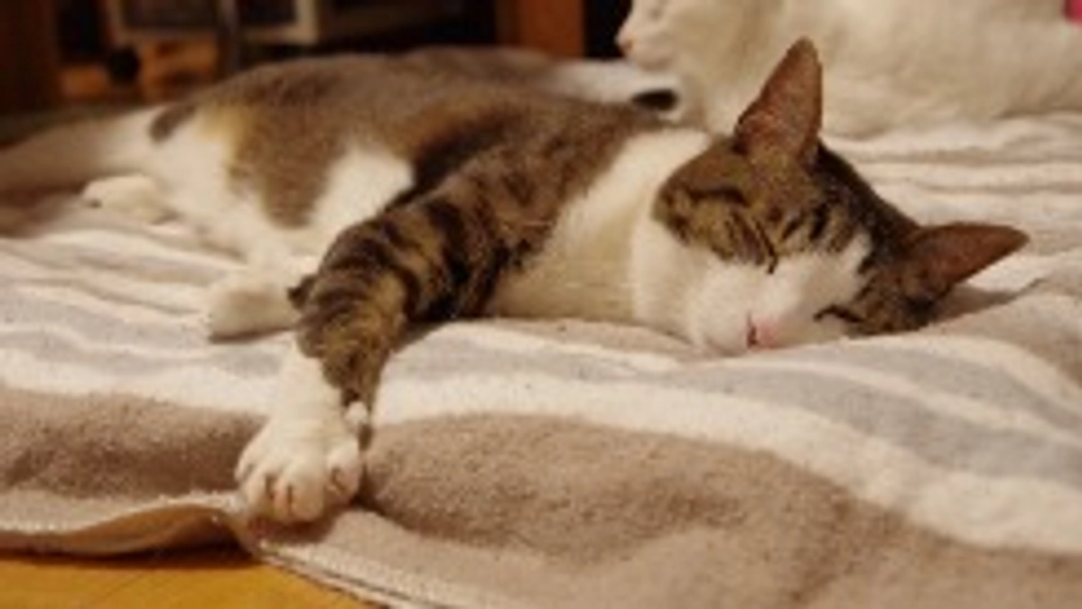 保護猫「カケル」の記録２