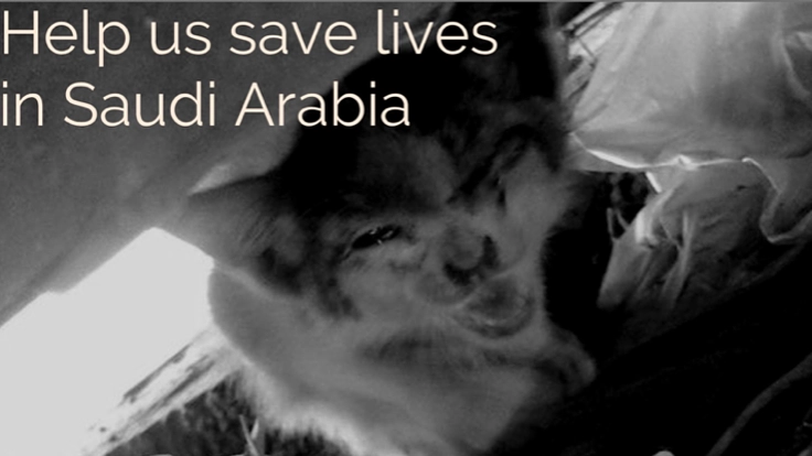 過酷な環境で暮らす、サウジアラビアの猫達を助けたい！