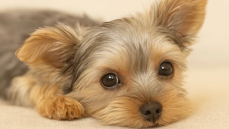 【先天性門脈体循環シャント】手術・治療費のご支援をお願いします