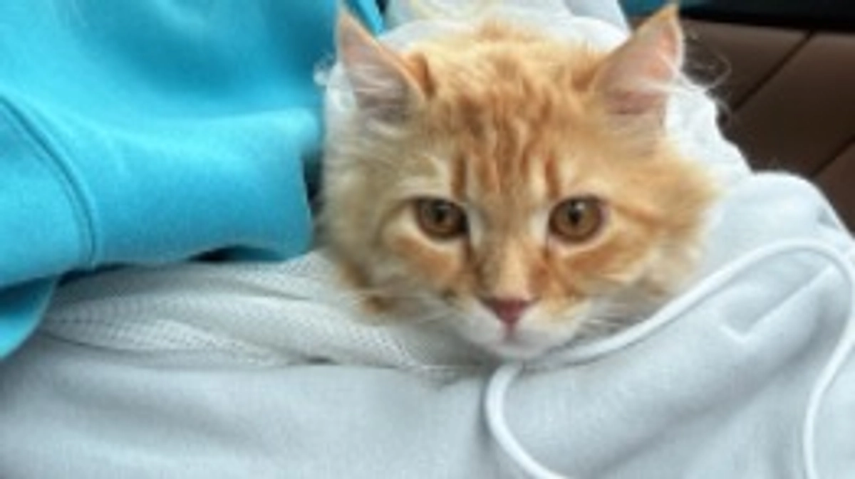 ありがとうございます