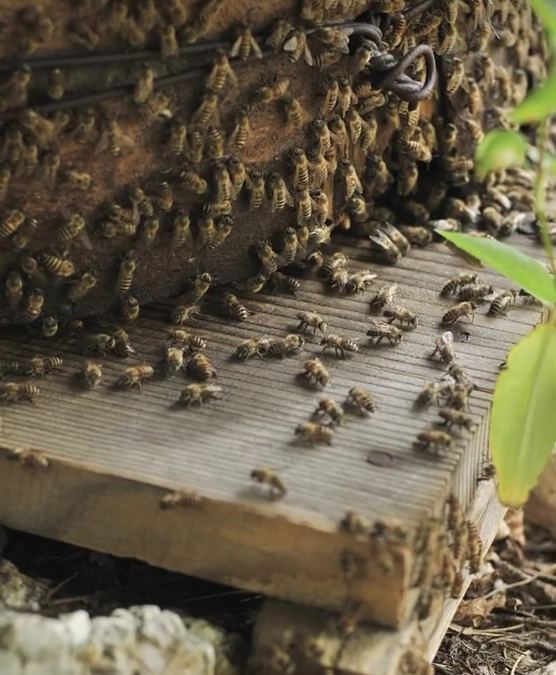 ご支援ありがとうございます。