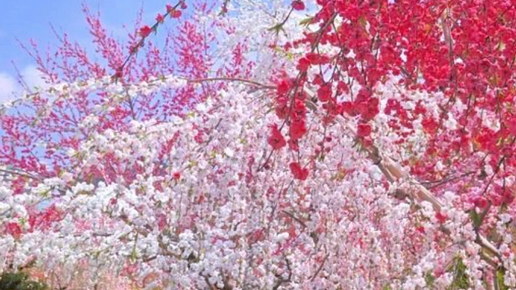 神奈川県小田原市6000㎡の耕作放棄地を、桃の花で満開にしたい！