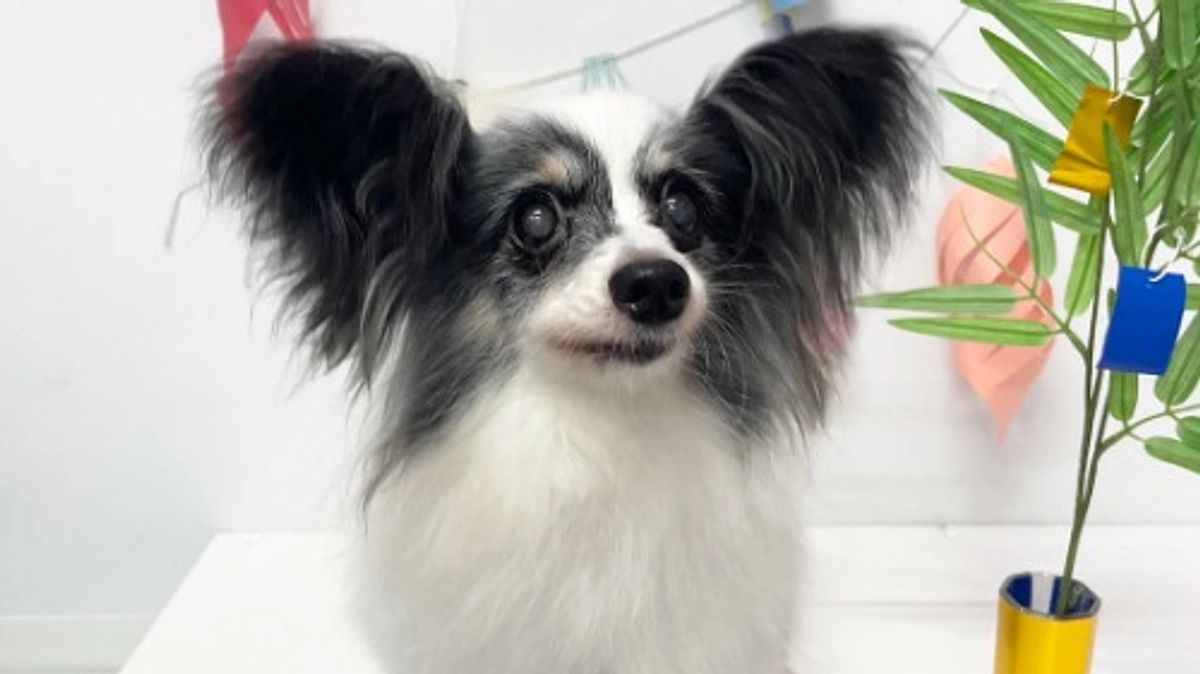 今日のチョコちゃん（7月1日②）