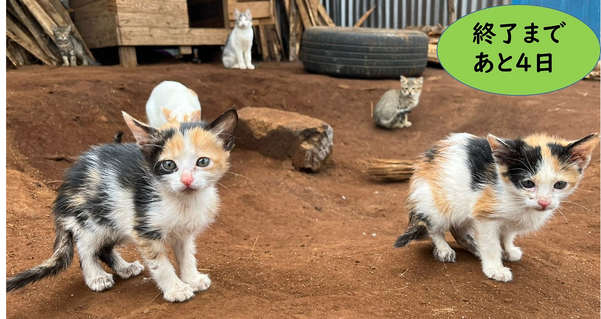 NFSのサポーターの応援メッセージ