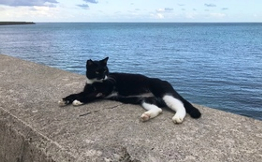 毎月10000円コース