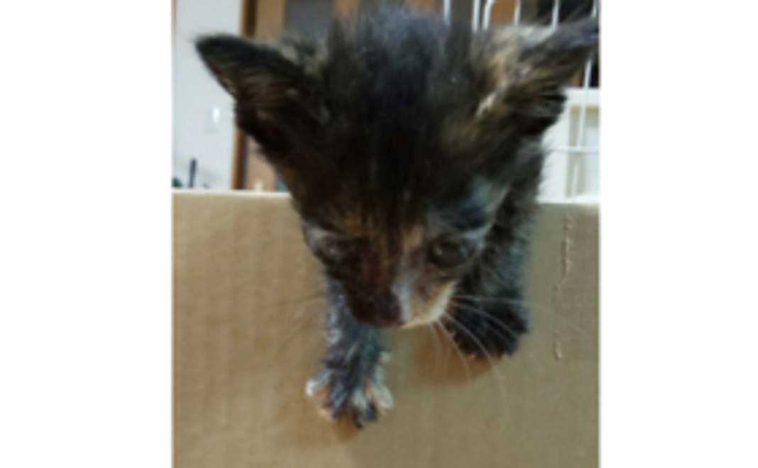 春ちゃん頑張れコース