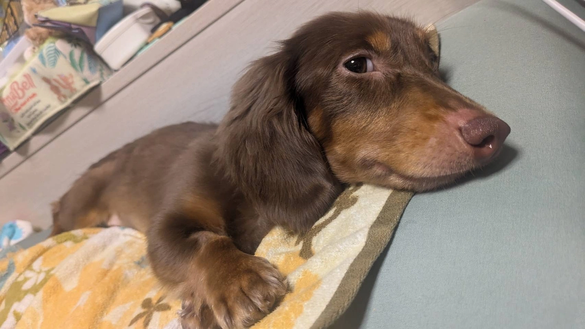 7月5日  Laniの様子