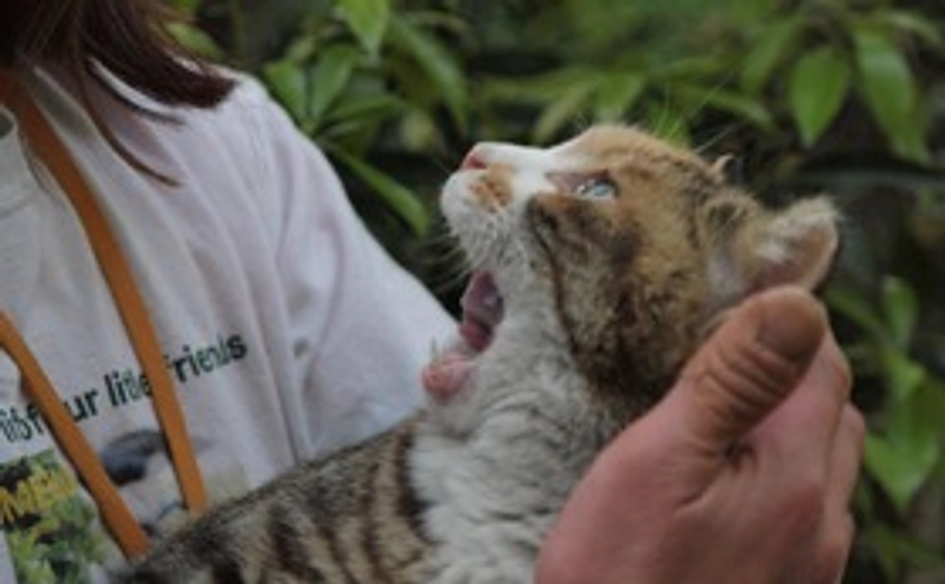 毎月、梅猫サポート10,000円コース