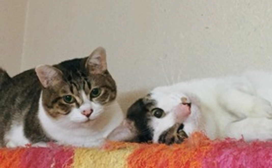 リターンなし　小田原３２CATS応援　３３００円コース