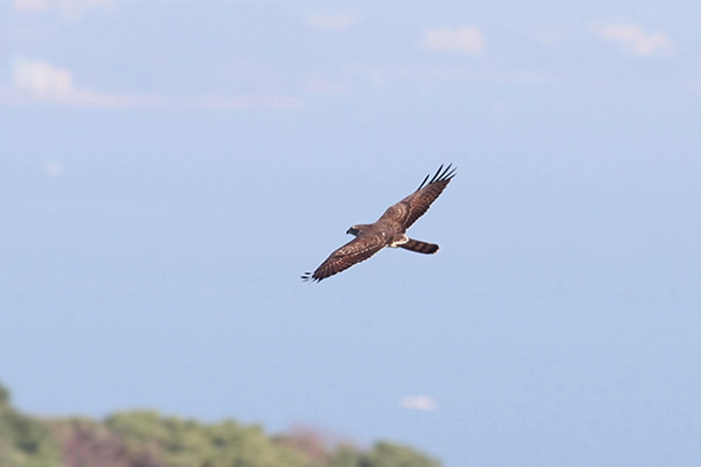 サシバの移動距離