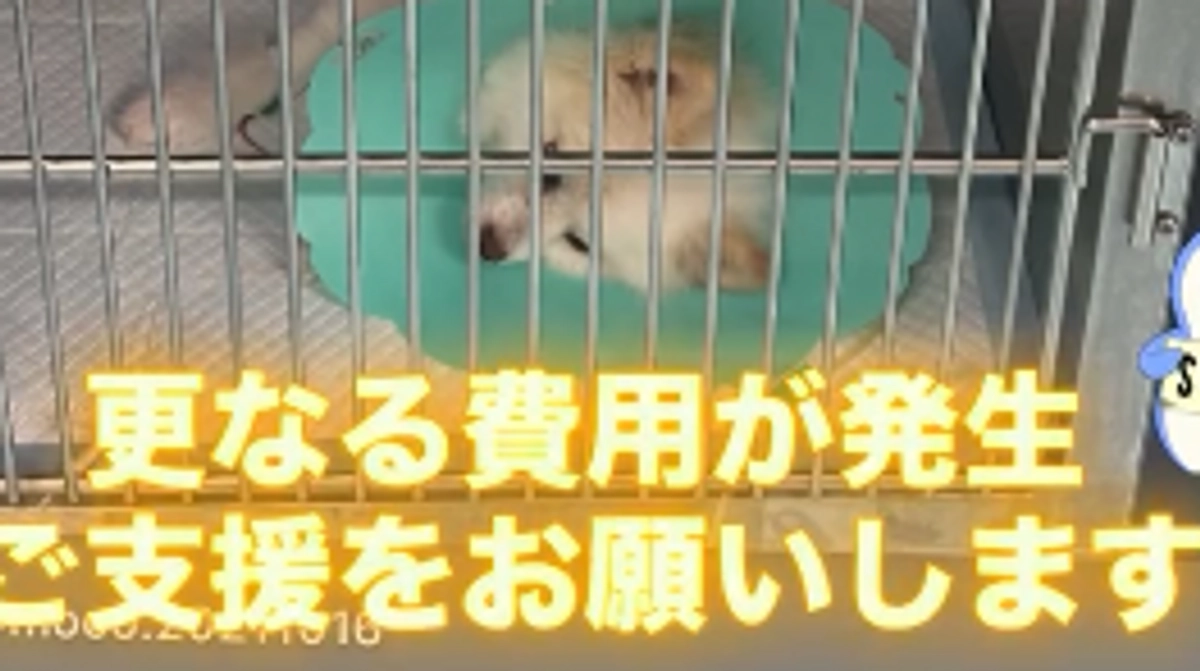 🆘２回目の手術が確定🆘