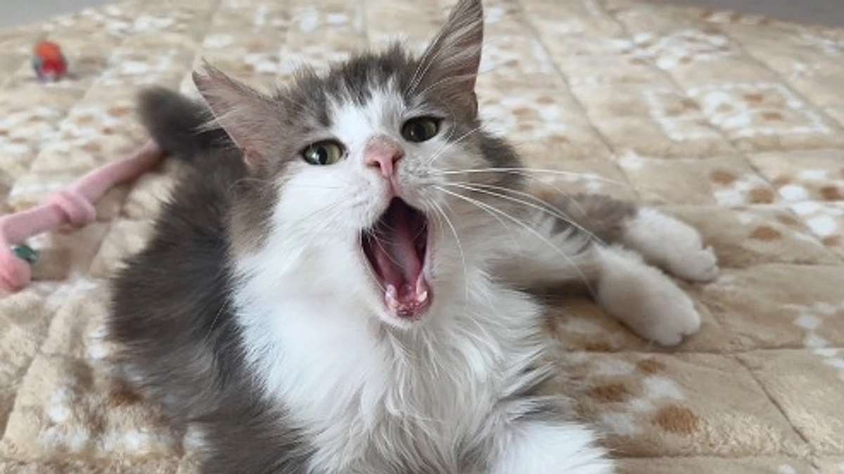 本日が最終日です