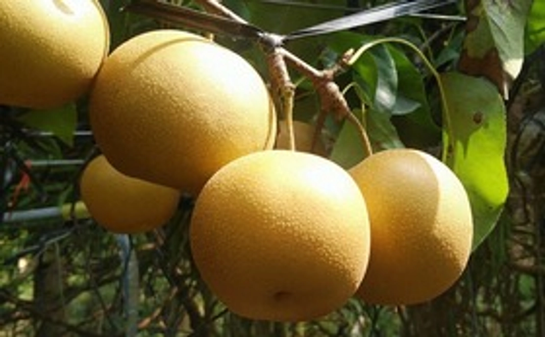 【完売御礼】梨 約3㎏ <8月発送>