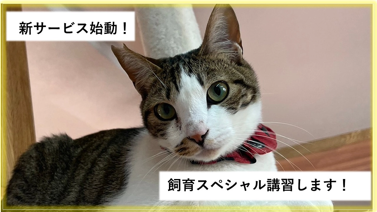 新サービス始動！保護猫カフェスタッフに教わる飼育講習！
