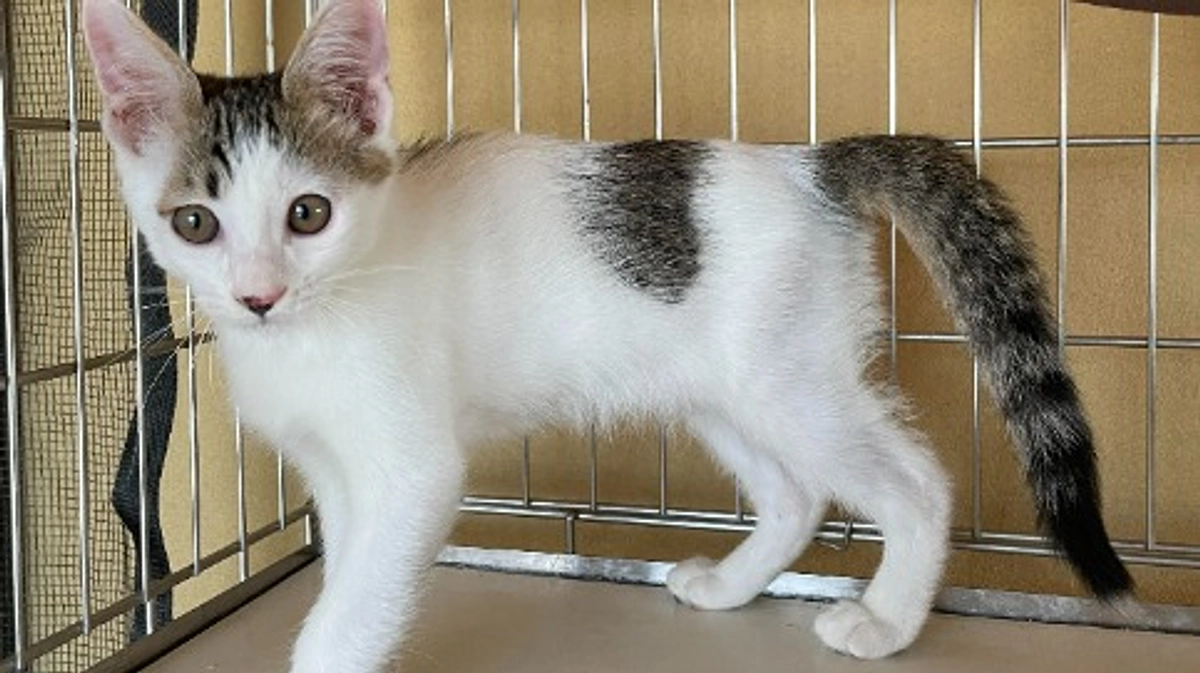 ガルくん、トライアル決定！！