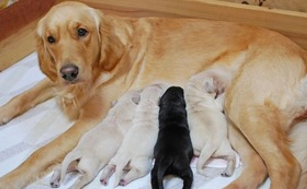 【狂犬病ワクチン支援】3千円コース