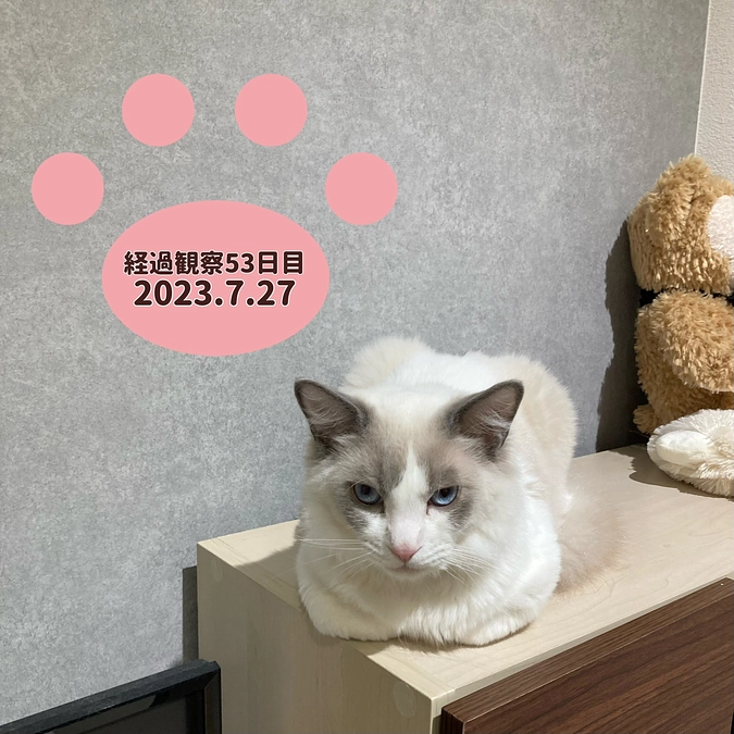 経過観察53日目(2023.7.27)