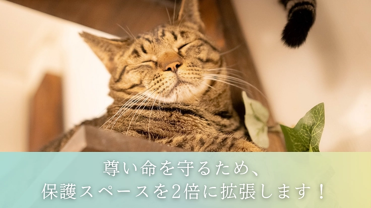 救える命を諦めない。 保護猫カフェを拡張し1匹でも多くの猫を幸せに 7枚目