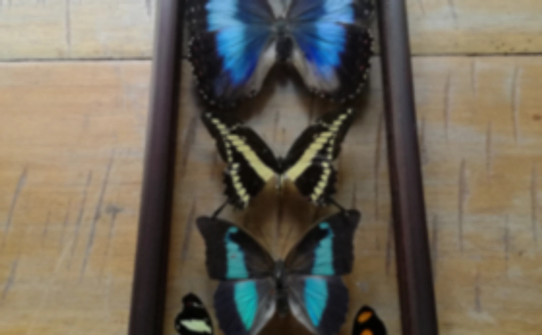 バーチャルツアービデオ+モルフォ蝶を含む数種類の標本＋しおり
