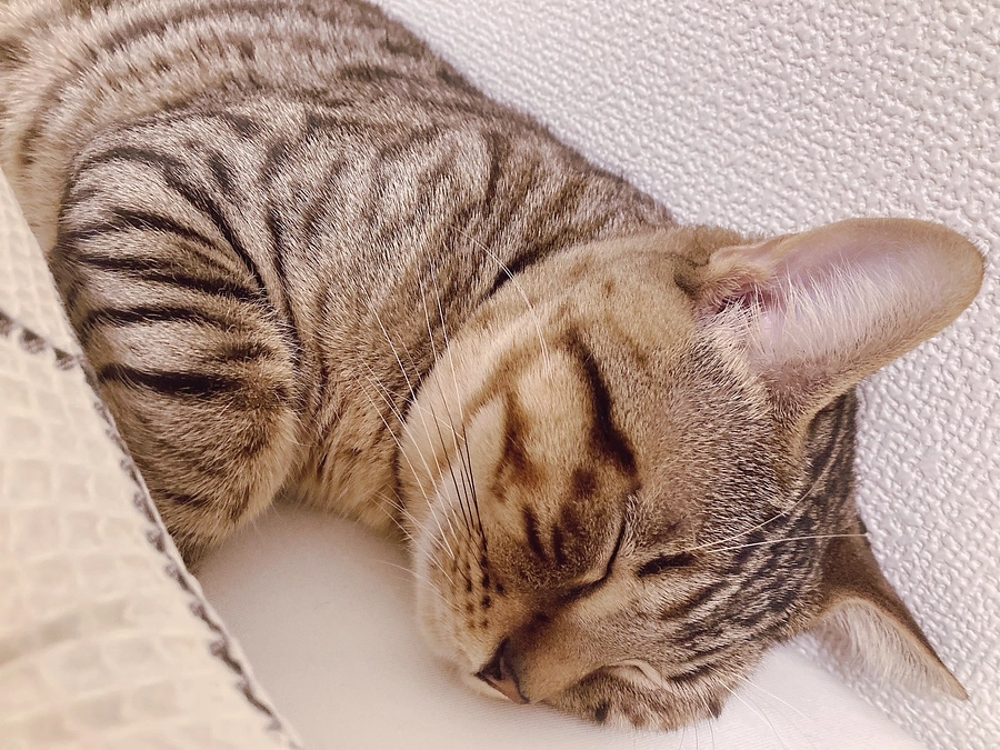 タイムリミット24時間切りました💦　達成率80％