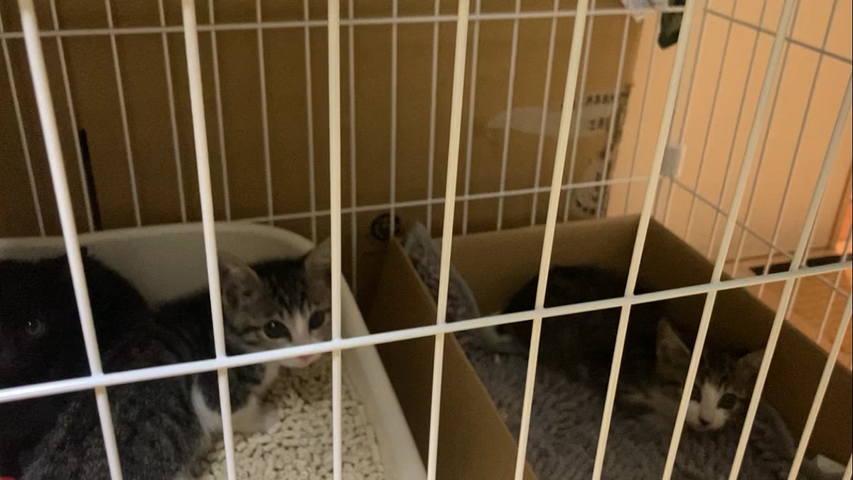 子猫3匹無事保護できました！