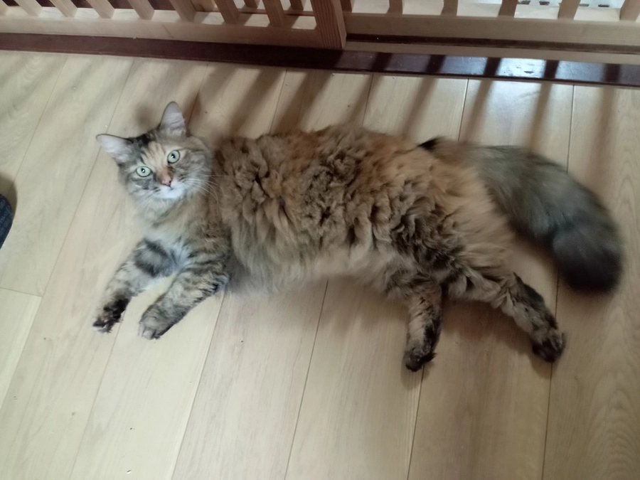 修繕費のプロジェクト。本日23時までです。