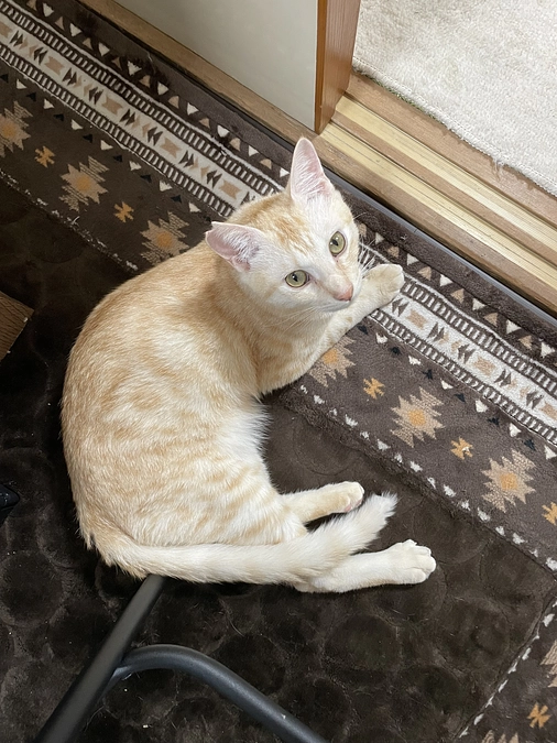 投薬が終わるまで後26日！