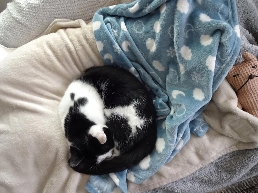 diary Vol.58　ステロイド4倍量に増やしその後、6日目。