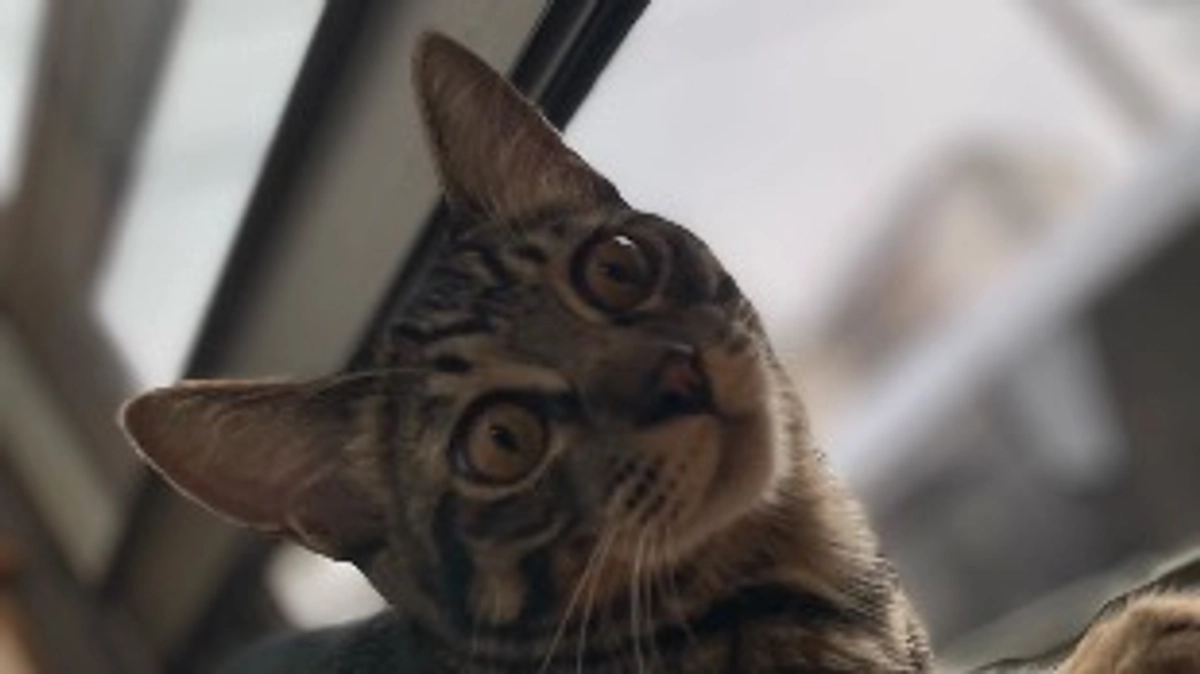 クラウドファンディング成立のご報告😸🍀