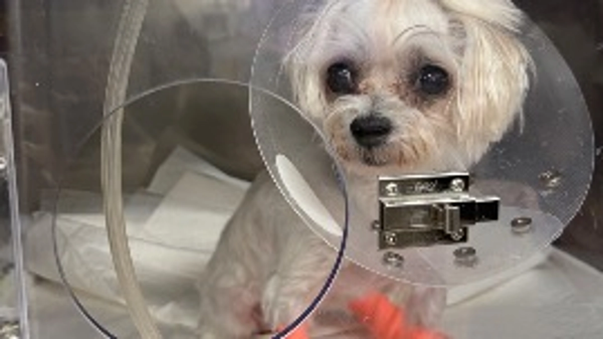 🚨今朝の検査結果と手術について🚨