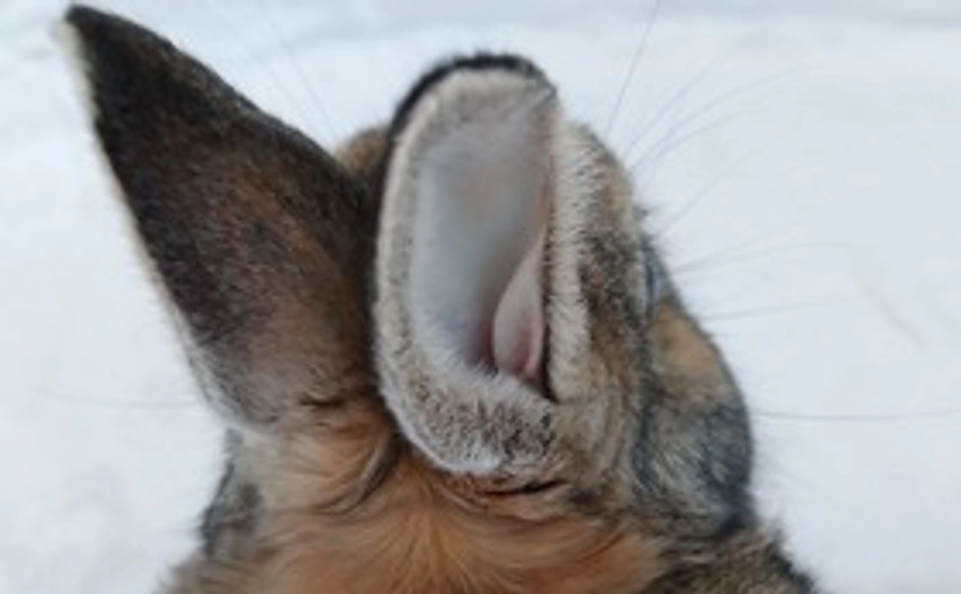 ぽんちゃん応援２　リターン不要