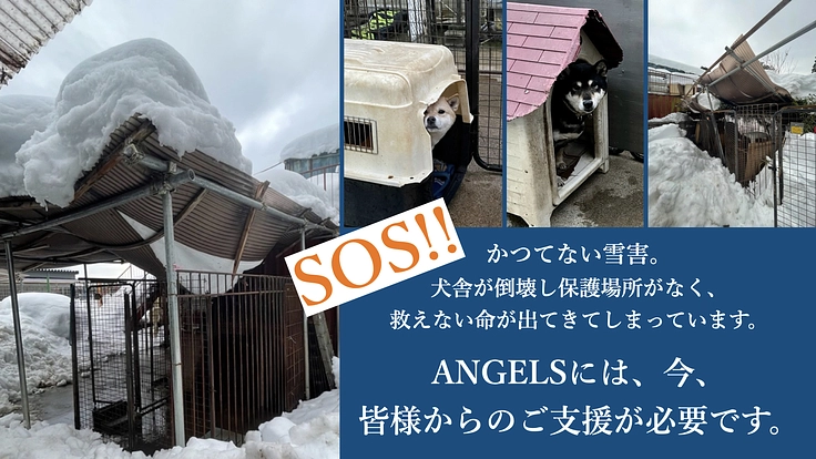 行き場を失っている小さな命を救うために。緊急避難シェルターを増設!