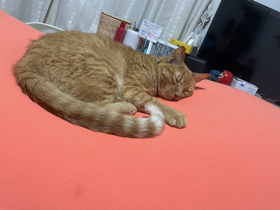 12週目抗がん剤治療　🐯