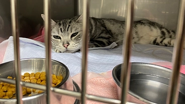 愛猫レオのSUBシステム導入に伴う手術、治療費支援お願いします。 のトップ画像