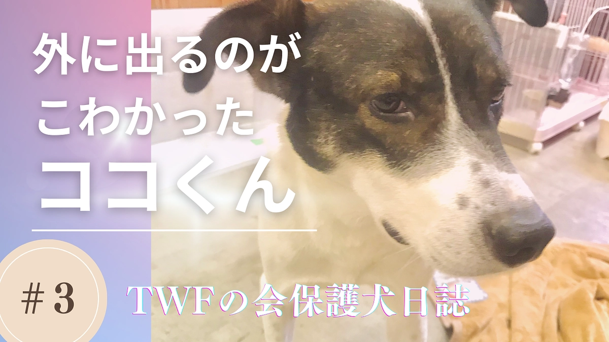 【保護犬日誌3】引きこもりのココくん