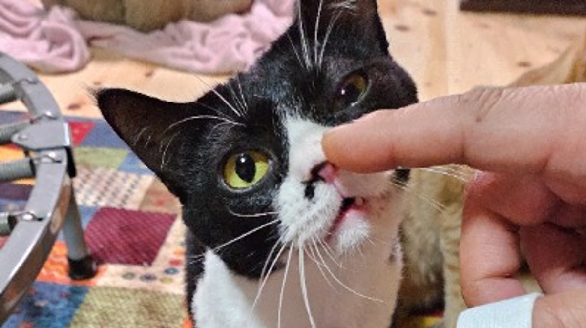 里親様決定！ナポレオンとカラスミ