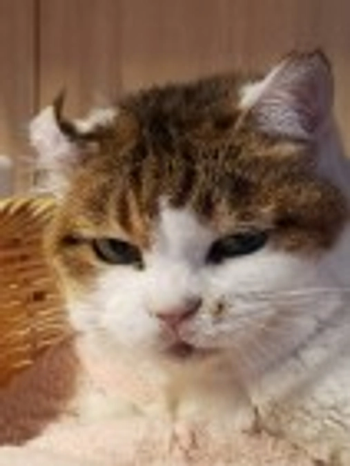 『終始一貫のしっぽちゃん』『みんなのアイドルのブティさん』虹の橋を渡りました