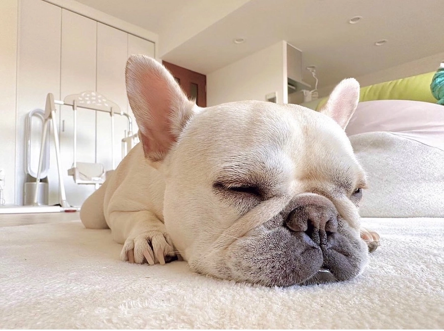 こむぎのInstagram始めました‼️