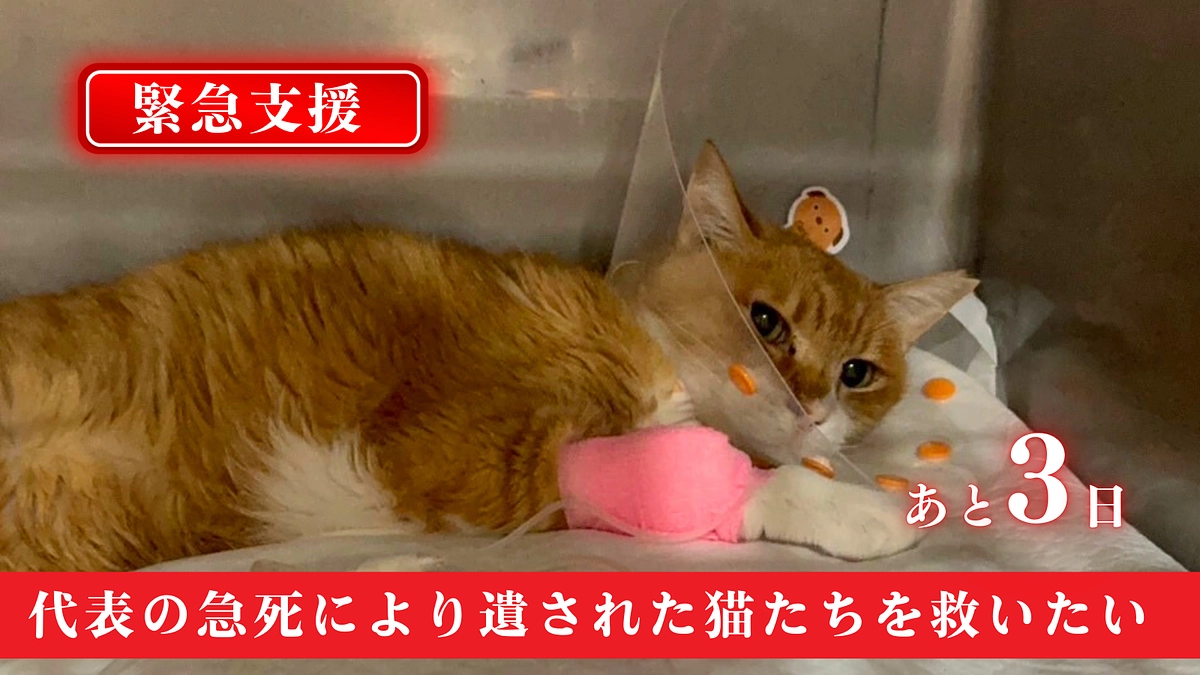  【残り3日！】第三目標達成と今後について