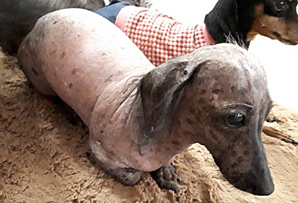 70％達成！DOG DUCAの保護犬たちを救う、もりやま犬と猫の病院について