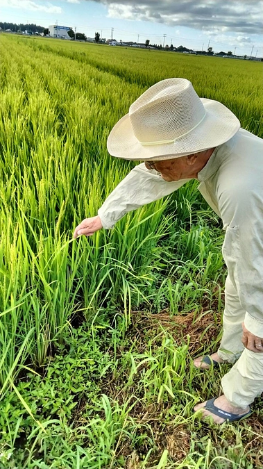 晴れわたりはすくすくと育ってをります。（８／２撮影）