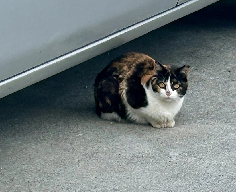 市内老人会の皆様へ地域猫についてお話してきました