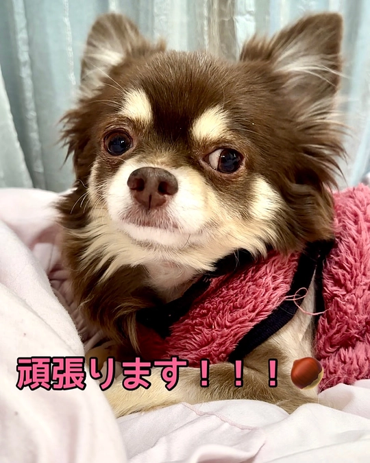 2024/1/9 クラウドファンディング残り19日　お転婆&繊細な栗です‼︎