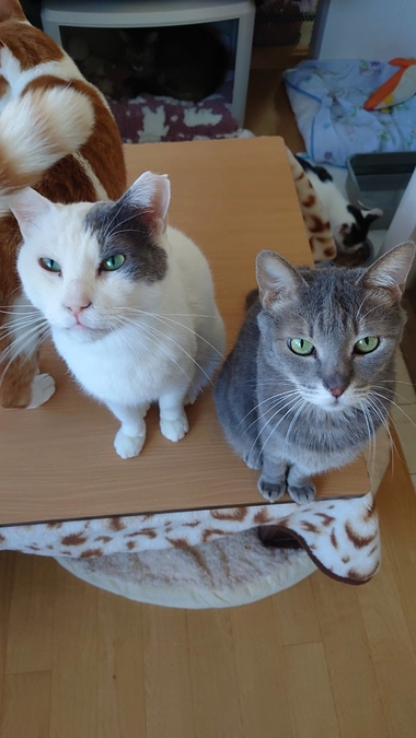 【支援証・オリジナルトートバッグ】発送のお知らせ