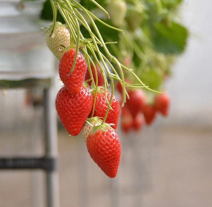 実在する農家さんがモデルのトレーディングカード！！　