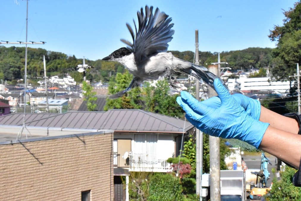 【リリース情報】オナガの幼鳥リリース！ お祝いリターン追加！