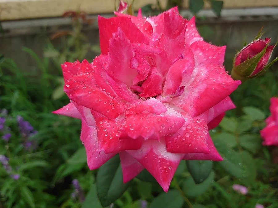 残り13日になりました。