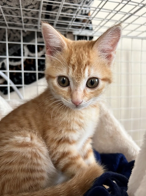 子猫発見！！ただ別の子14正式譲渡